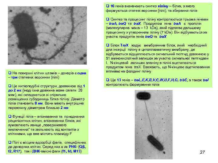 q 16 генів визначають синтез піліну – білка, з якого формуються статеві ворсинки (пілі),