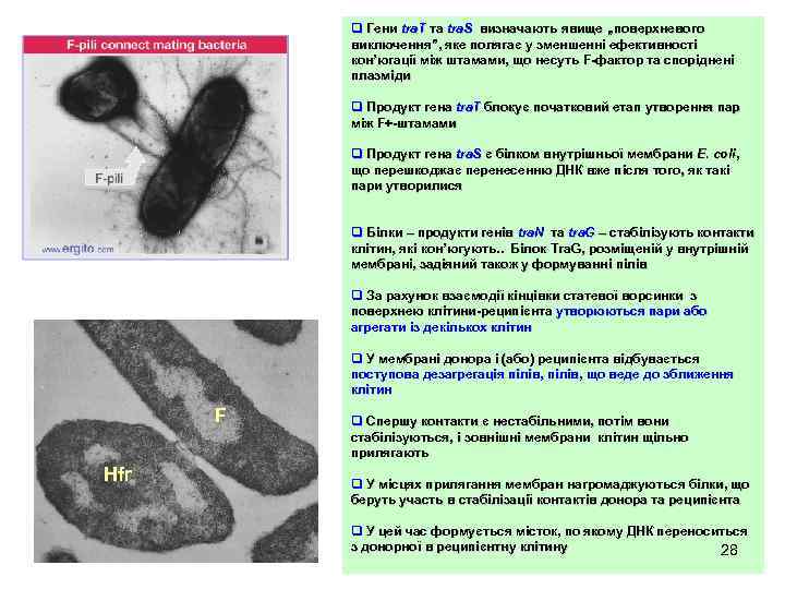 q Гени tra. T та tra. S визначають явище „поверхневого виключення”, яке полягає у
