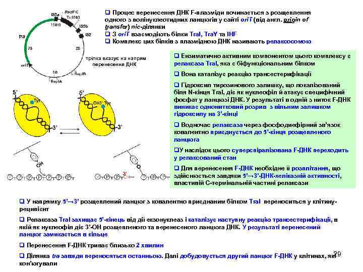 IS 3 a IS 3 b IS 2 q Процес перенесення ДНК F-плазміди починається