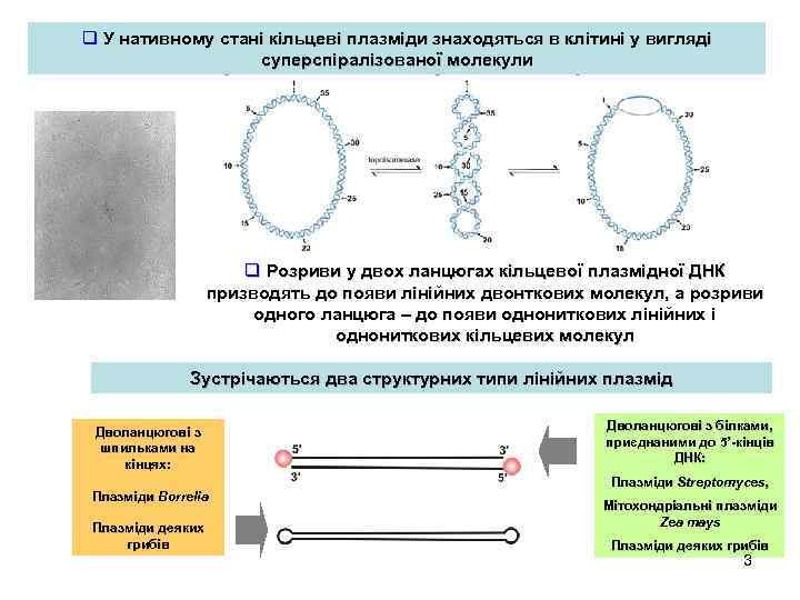 q У нативному стані кільцеві плазміди знаходяться в клітині у вигляді суперспіралізованої молекули q