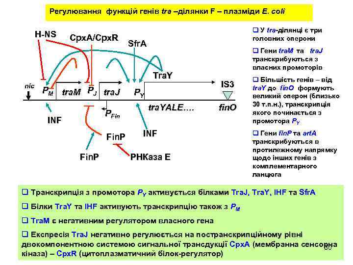 Регулювання функцій генів tra –ділянки F – плазміди E. coli H-NS Cpx. A/Cpx. R