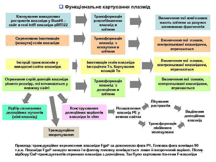 q Функціональне картування плазмід Клонування випадкових рестриктів плазміди у Bam. HI – сайт в