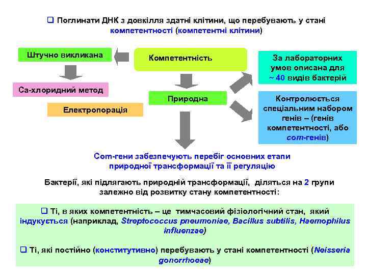 q Поглинати ДНК з довкілля здатні клітини, що перебувають у стані компетентності (компетентні клітини)