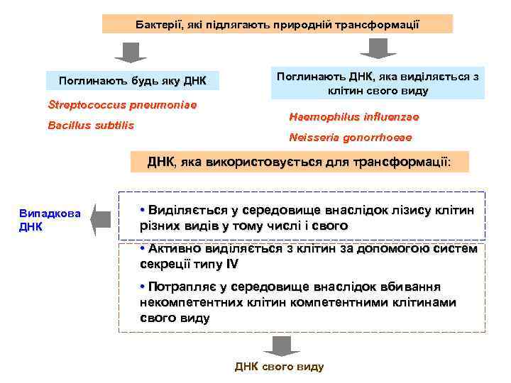 Бактерії, які підлягають природній трансформації Поглинають будь яку ДНК Streptococcus pneumoniae Bacillus subtilis Поглинають
