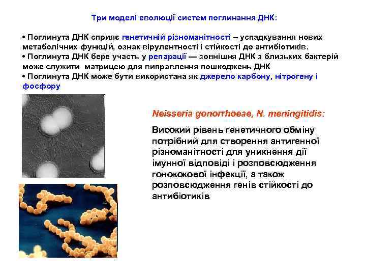 Tри моделі eволюції систем поглинання ДНК: • Поглинута ДНК сприяє генетичній різноманітності – успадкування