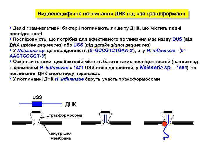 Видоспецифічне поглинання ДНК під час трансформації § Деякі грам-негативні бактерії поглинають лише ту ДНК,