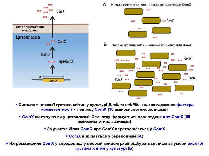 § Сигналом високої густини клітин у культурі Bacillus subtilis є нагромадження фактора компетентності -