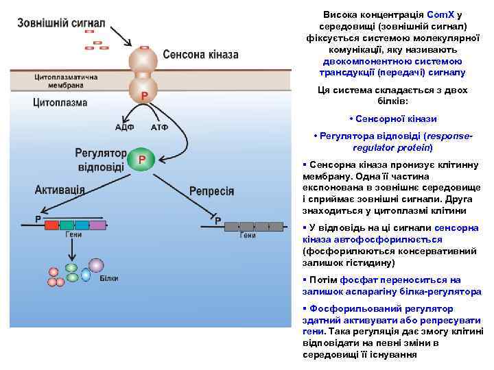 Висока концентрація Com. X у середовищі (зовнішній сигнал) фіксується системою молекулярної комунікації, яку називають