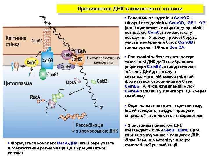 Проникнення ДНК в компетентні клітини § Головний псевдопілін Com. GC і мінорні псевдопіліни Com.