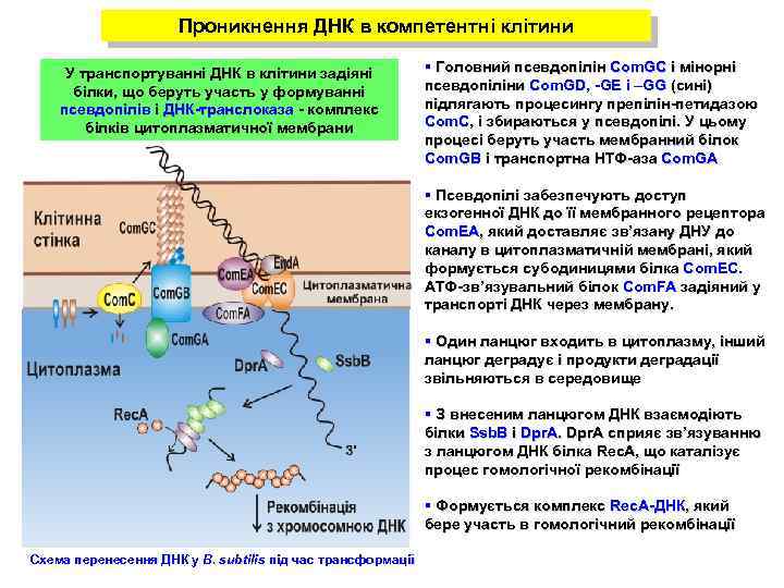 Проникнення ДНК в компетентні клітини У транспортуванні ДНК в клітини задіяні білки, що беруть