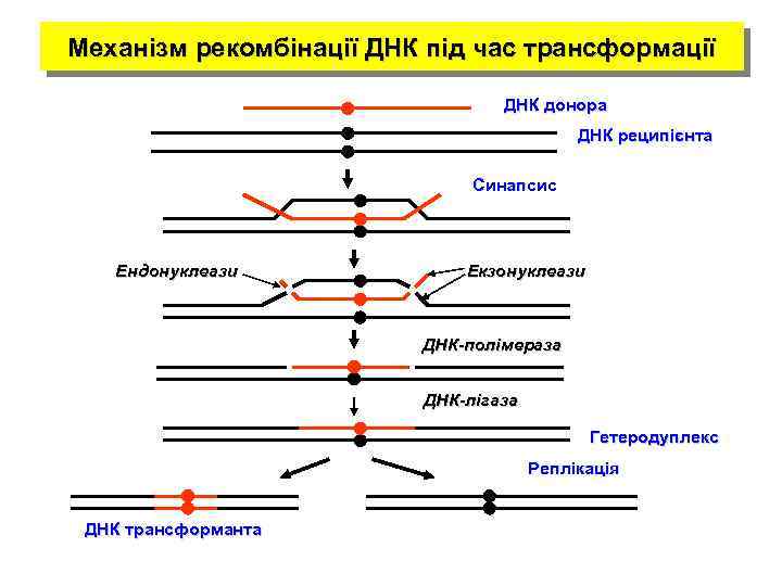 Механізм рекомбінації ДНК під час трансформації ДНК донора ДНК реципієнта Синапсис Ендонуклеази Екзонуклеази ДНК-полімераза