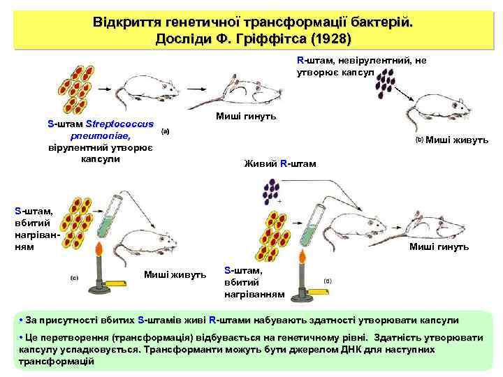 Відкриття генетичної трансформації бактерій. Досліди Ф. Гріффітса (1928) R-штам, невірулентний, не утворює капсул S-штам