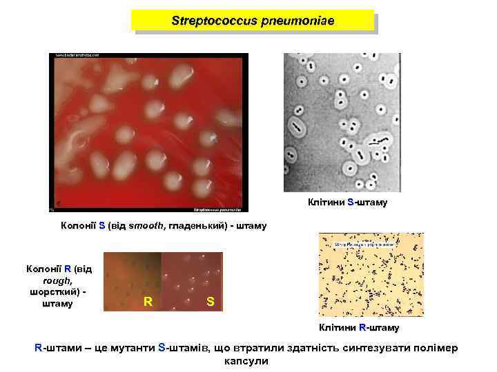 Streptococcus pneumoniae Клітини S-штаму Колонії S (від smooth, гладенький) - штаму Колонії R (від