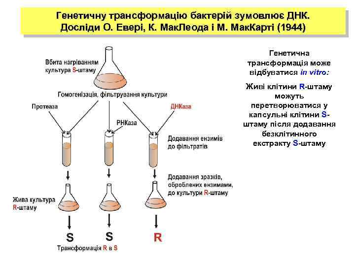 Генетичну трансформацію бактерій зумовлює ДНК. Досліди О. Евері, К. Мак. Леода і М. Мак.