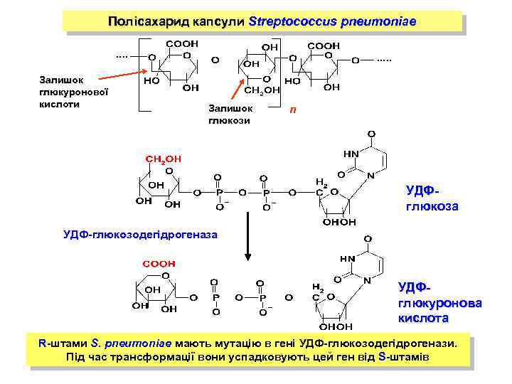 Полісахарид капсули Streptococcus pneumoniae Залишок глюкуронової кислоти Залишок глюкози n УДФглюкоза УДФ-глюкозодегідрогеназа УДФглюкуронова кислота