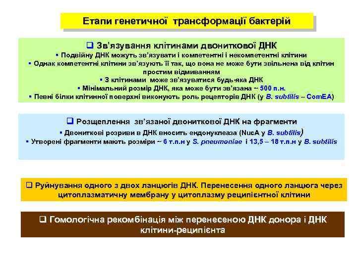 Етапи генетичної трансформації бактерій q Зв’язування клітинами двониткової ДНК § Подвійну ДНК можуть зв’язувати
