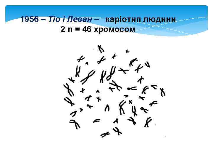 1956 – Тiо і Леван – каріотип людини 2 n = 46 хромосом 