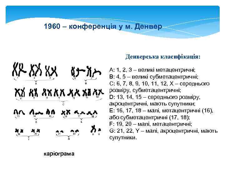 1960 – конференція у м. Денверська класифікація: A: 1, 2, 3 – великі метацентричні;