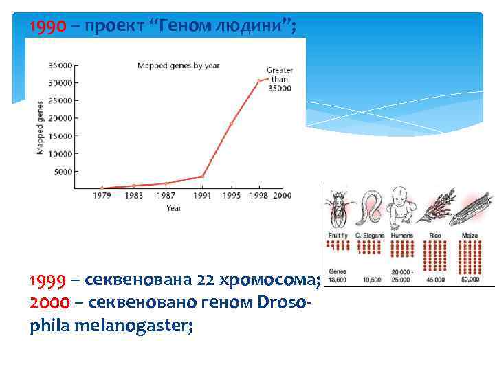 1990 – проект “Геном людини”; 1999 – секвенована 22 хромосома; 2000 – секвеновано геном