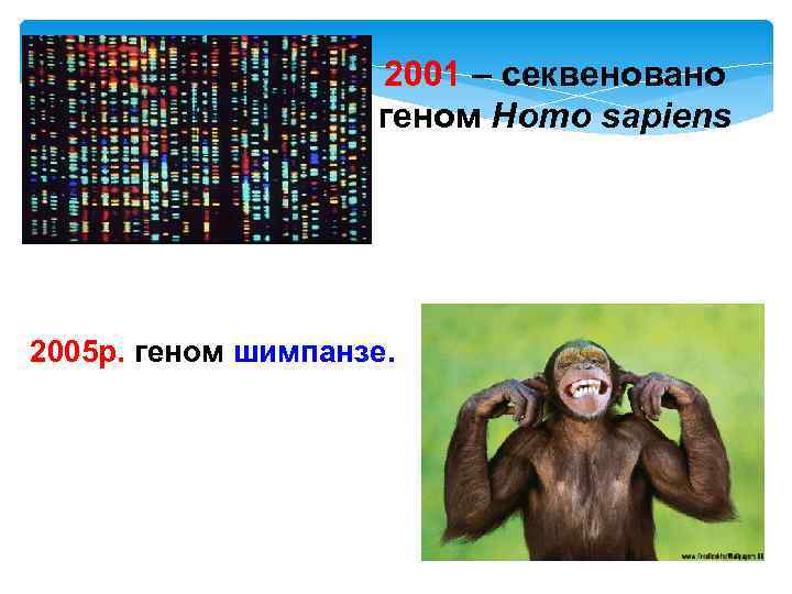 2001 – cеквеновано геном Homo sapiens 2005 р. геном шимпанзе. 