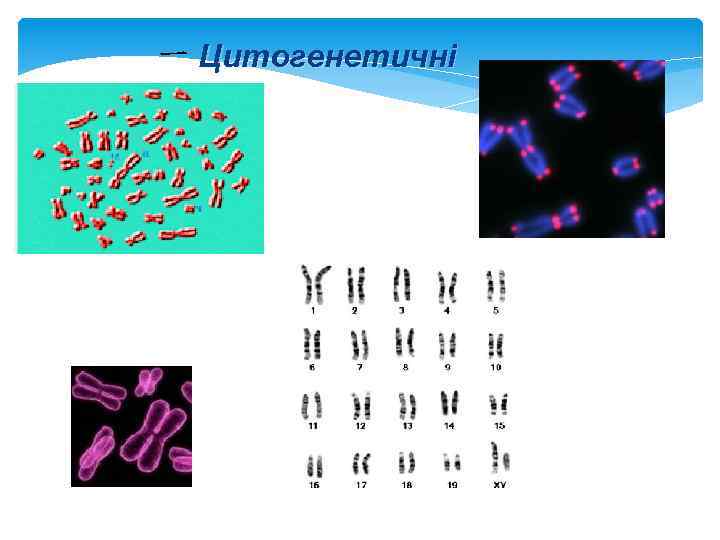 ー Цитогенетичні 