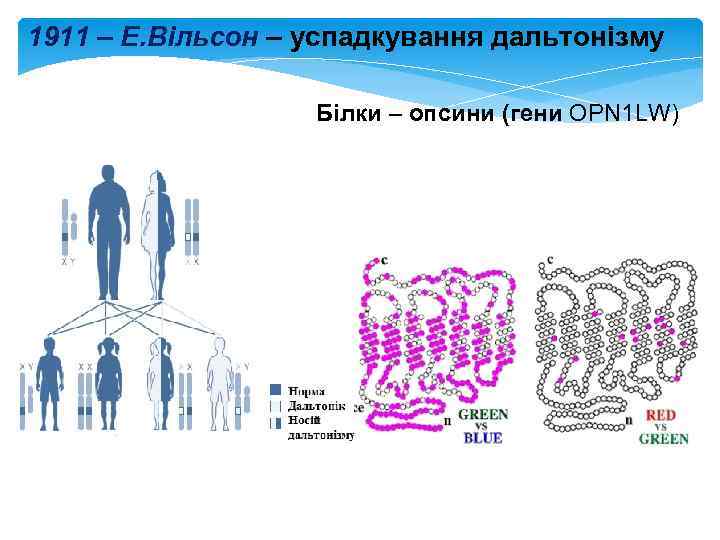 1911 – Е. Вільсон – успадкування дальтонізму Білки – опсини (гени OPN 1 LW)