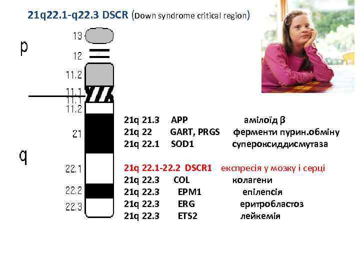 21 q 22. 1 -q 22. 3 DSCR (Down syndrome critical region) 21 q