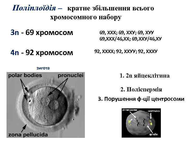 Поліплоїдія – кратне збільшення всього хромосомного набору 3 n - 69 хромосом 4 n