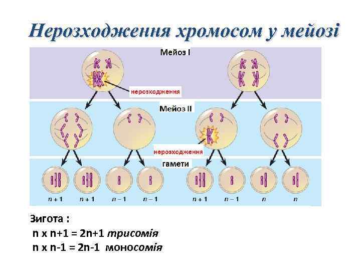 Нерозходження хромосом у мейозі Зигота : n x n+1 = 2 n+1 трисомія n