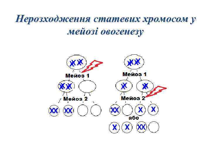 Нерозходження статевих хромосом у мейозі овогенезу 