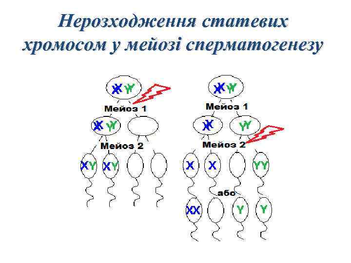 Нерозходження статевих хромосом у мейозі сперматогенезу 