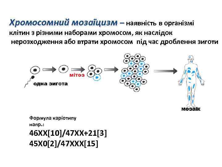 Хромосомний мозаїцизм – наявність в організмі клітин з різними наборами хромосом, як наслідок нерозходження