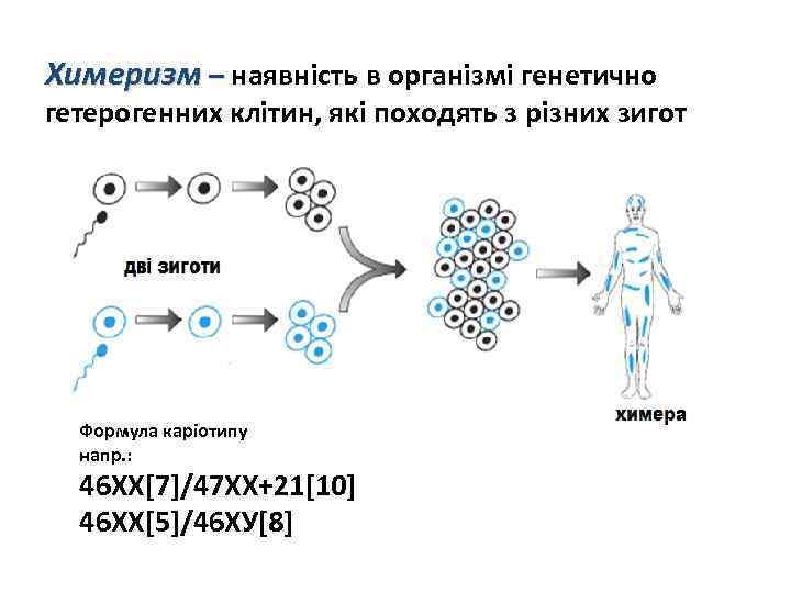 Химеризм – наявність в організмі генетично гетерогенних клітин, які походять з різних зигот Формула