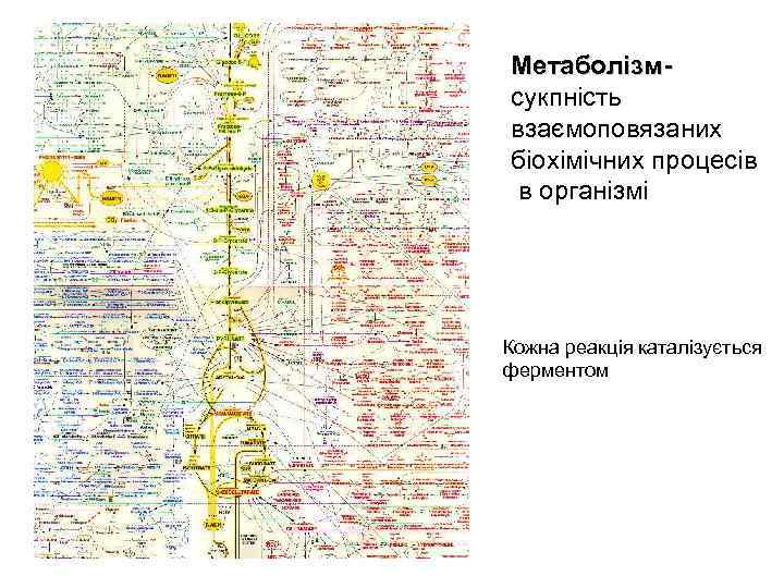 Метаболізмсукпність взаємоповязаних біохімічних процесів в організмі Кожна реакція каталізується ферментом 