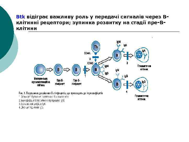 Btk відіграє важливу роль у передачі сигналів через Вклітинні рецептори; зупинка розвитку на стадії