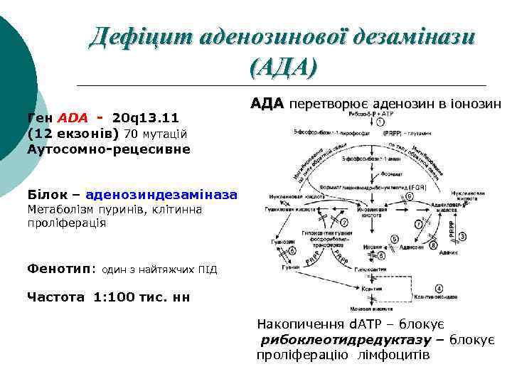 Дефіцит аденозинової дезамінази (АДА) Ген ADA - 20 q 13. 11 (12 екзонів) 70