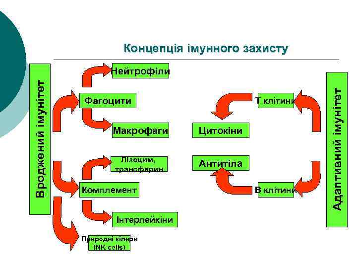 Концепція імунного захисту Фагоцити T клітини Макрофаги Цитокіни Лізоцим, трансферин Антитіла Комплемент Інтерлейкіни Природні