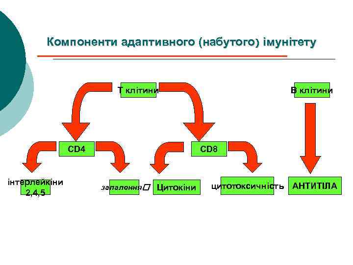 Компоненти адаптивного (набутого) імунітету T клітини CD 4 інтерлейкіни 2, 4, 5 B клітини
