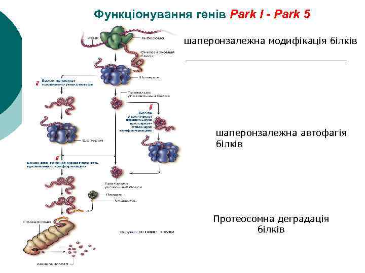 Функціонування генів Park l - Park 5 шаперонзалежна модифікація білків шаперонзалежна автофагія білків Протеосомна