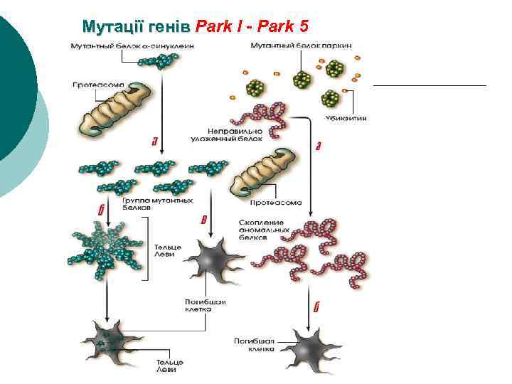 Мутації генів Park l - Park 5 