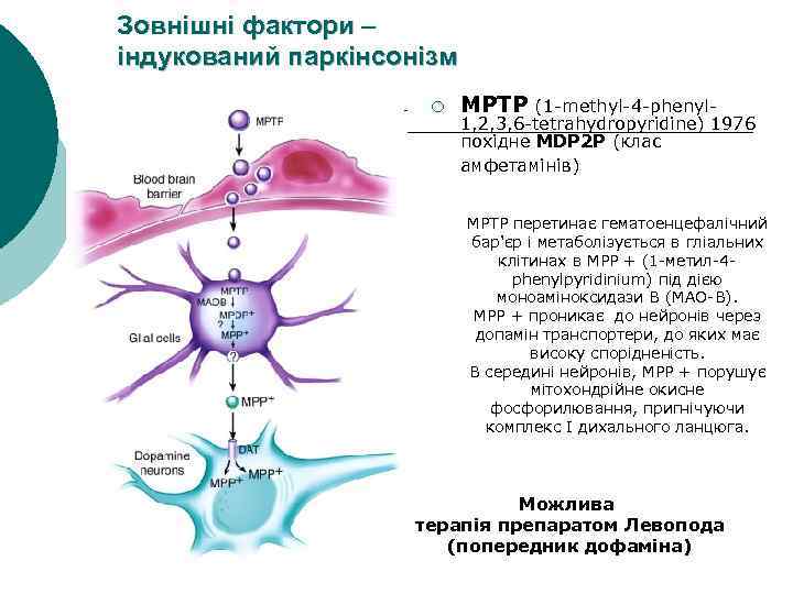 Зовнішні фактори – індукований паркінсонізм ¡ MPTP (1 -methyl-4 -phenyl- 1, 2, 3, 6