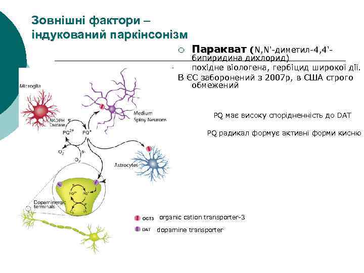 Зовнішні фактори – індукований паркінсонізм ¡ Паракват (N, N'-диметил-4, 4'- бипиридина дихлорид) похідне віологена,