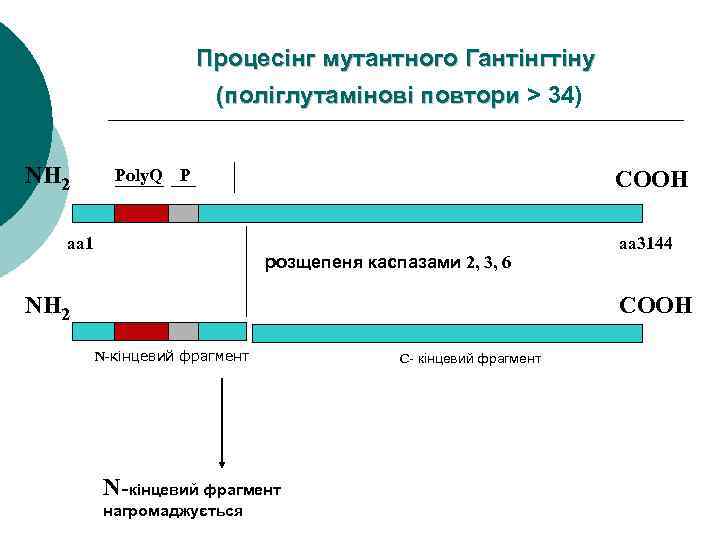 Процесінг мутантного Гантінгтіну (поліглутамінові повтори > 34) NH 2 Poly. Q P aa 1