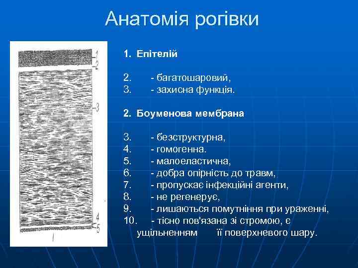Анатомія рогівки 1. Епітелій 2. 3. - багатошаровий, - захисна функція. 2. Боуменова мембрана