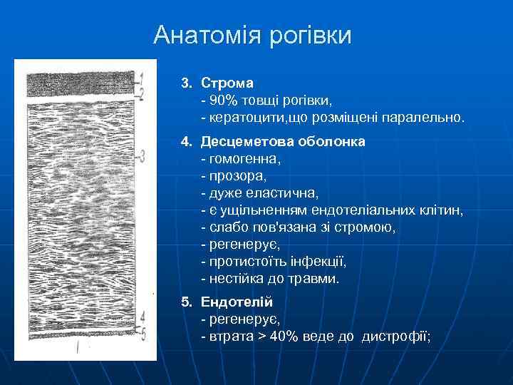 Анатомія рогівки 3. Строма - 90% товщі рогівки, - кератоцити, що розміщені паралельно. 4.
