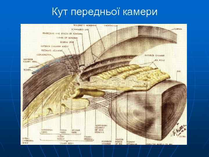 Кут передньої камери 