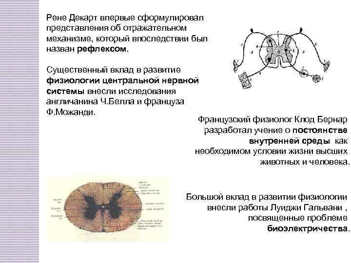 Рене Декарт впервые сформулировал представления об отражательном механизме, который впоследствии был назван рефлексом. Существенный