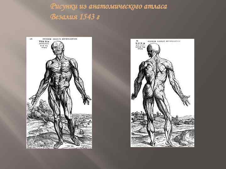 Рисунки из анатомического атласа Везалия 1543 г 