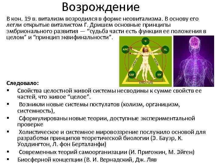 Возрождение В кон. 19 в. витализм возродился в форме неовитализма. В основу его легли