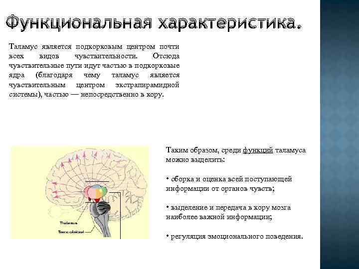 Функциональная характеристика. Таламус является подкорковым центром почти всех видов чувствительности. Отсюда чувствительные пути идут
